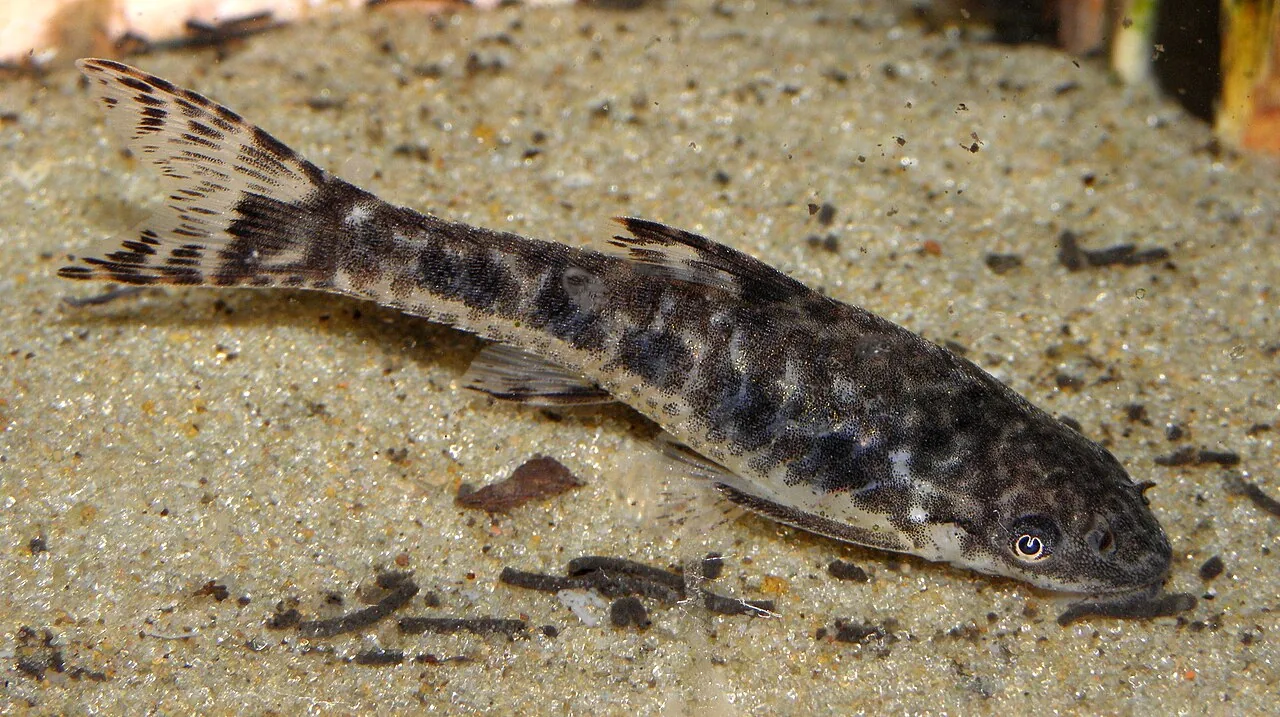 Otocinclus (Common)