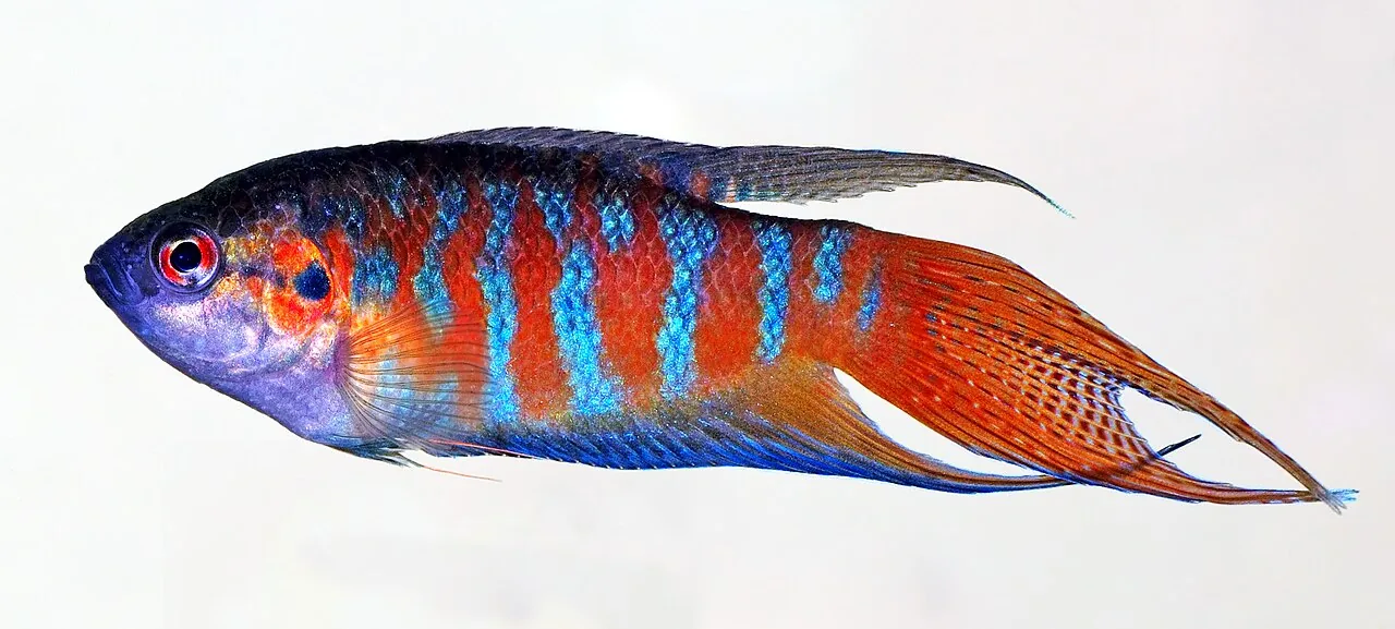 Paradise Fish
