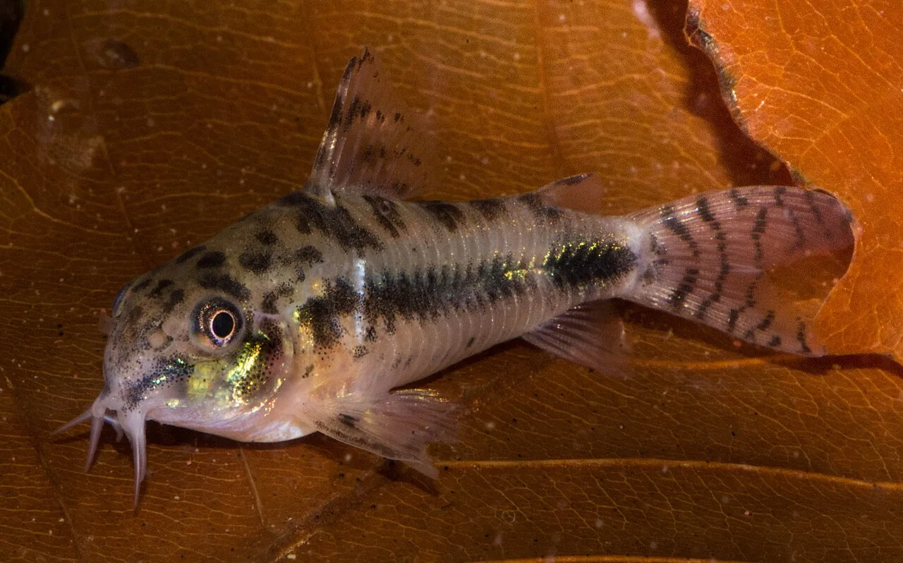 Salt and Pepper Cory