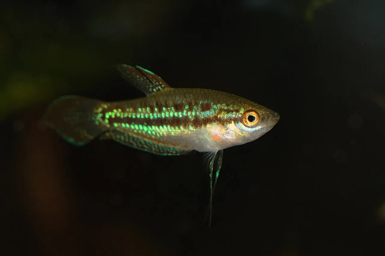 Sparkling Gourami