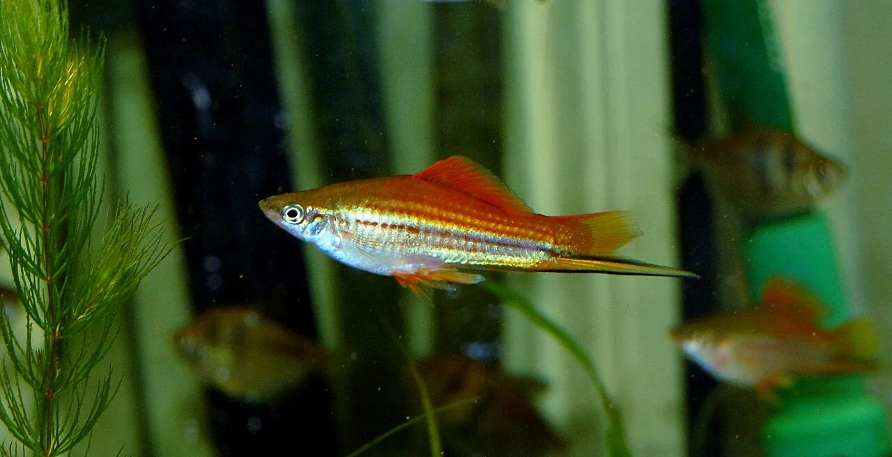 Green Swordtail