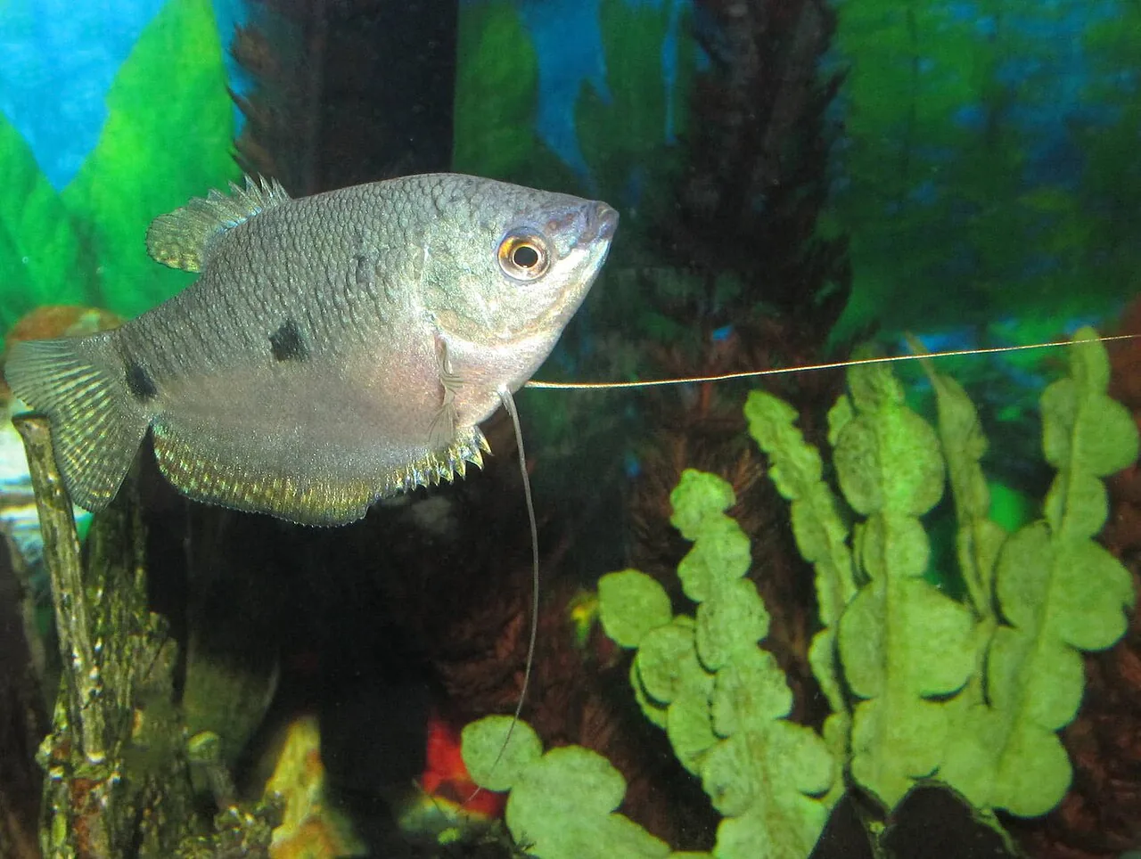Three-spot Gourami