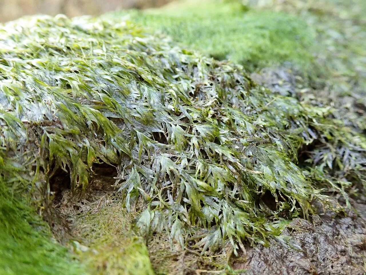 Phoenix Moss / Fissidens