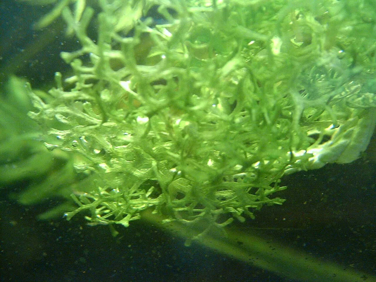 Riccia Fluitans