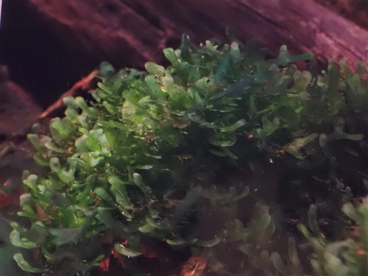 Round Pellia