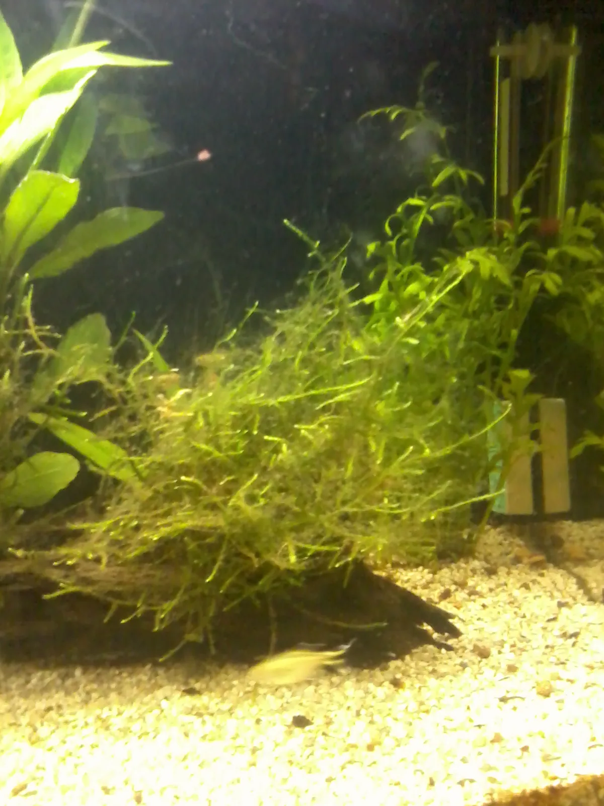 Singapore Moss