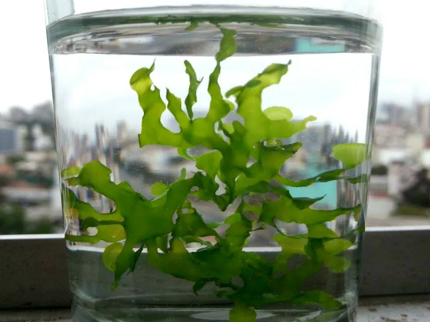 Süßwassertang / Mini Pellia