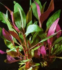 Alternanthera Reineckii 'Mini'