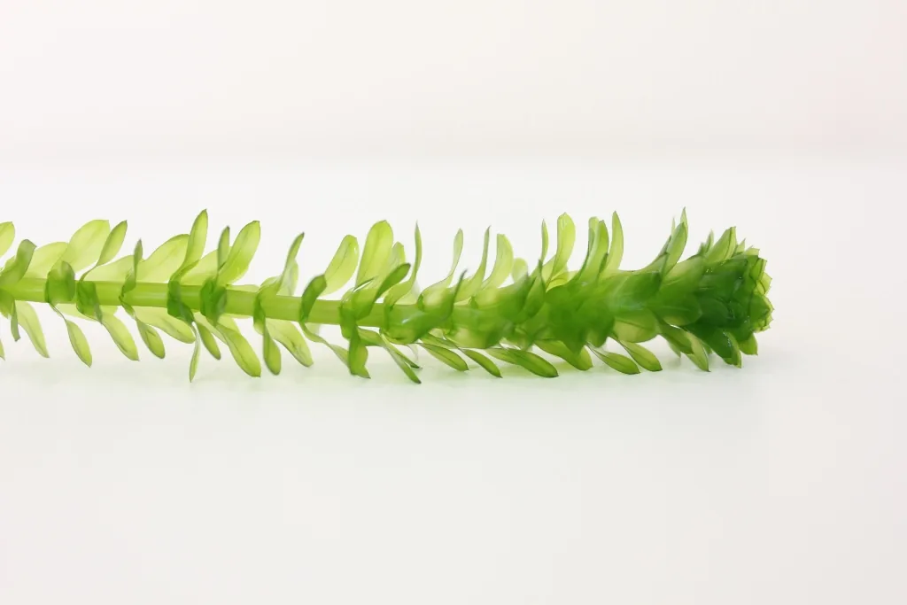 Anacharis (Elodea)