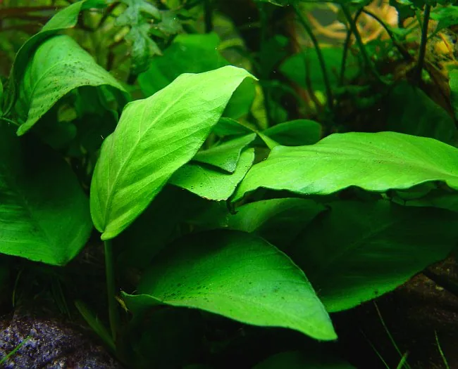 Anubias Coffeefolia