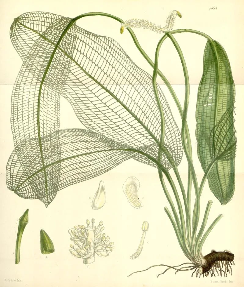 Madagascar Lace Plant
