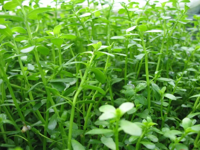 Bacopa Monnieri
