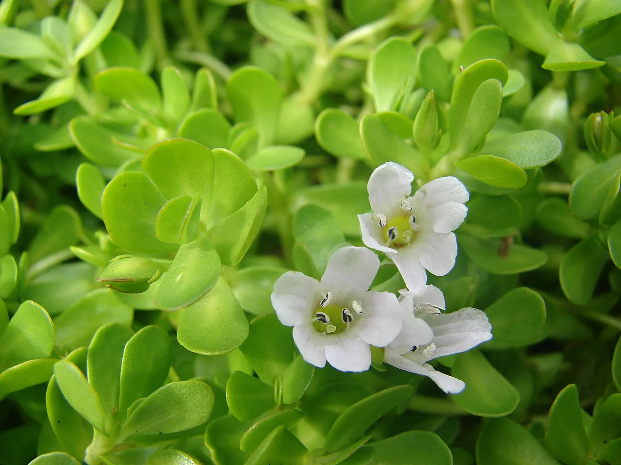 Purple Bacopa