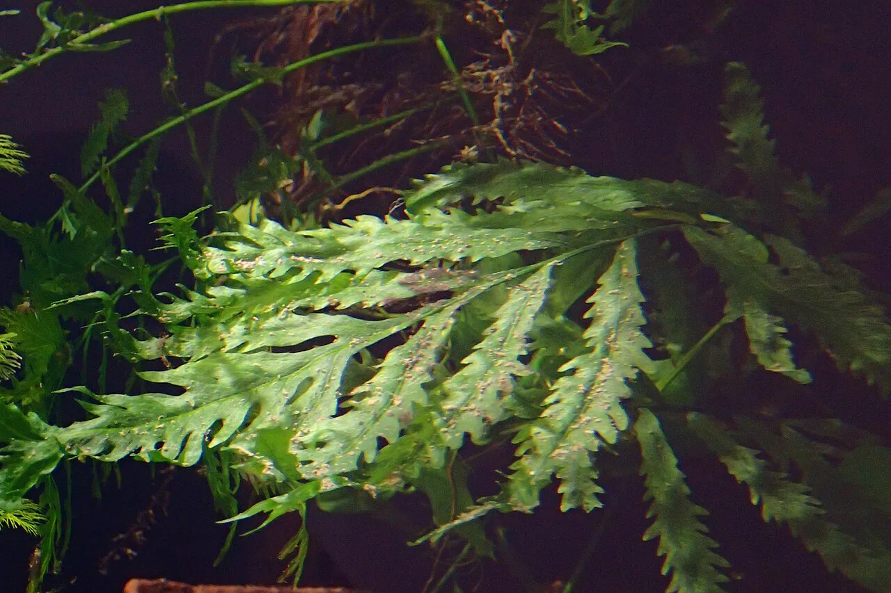 African Water Fern