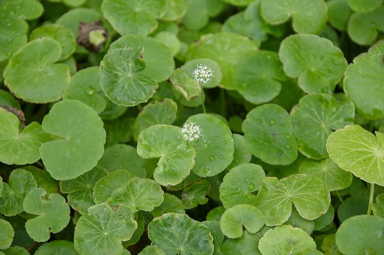 Brazilian Pennywort