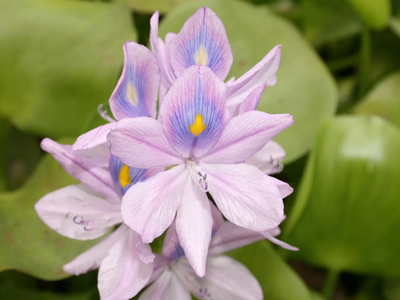 Eichhornia Diversifolia