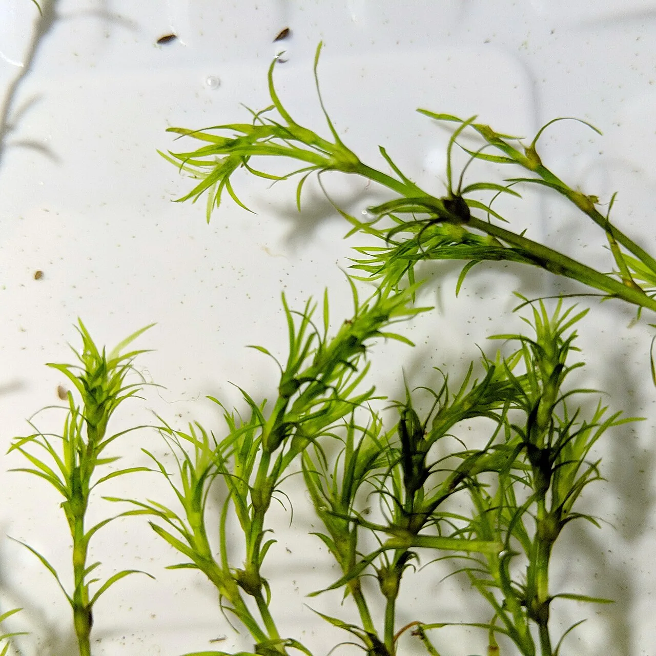 Guppy Grass