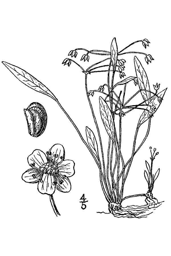 Helanthium 'Vesuvius'