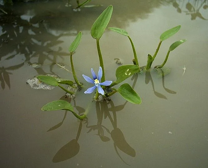 Stargrass