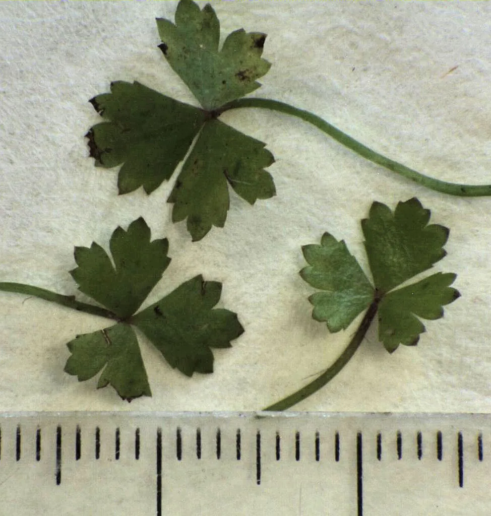 Hydrocotyle Tripartita 'Japan'