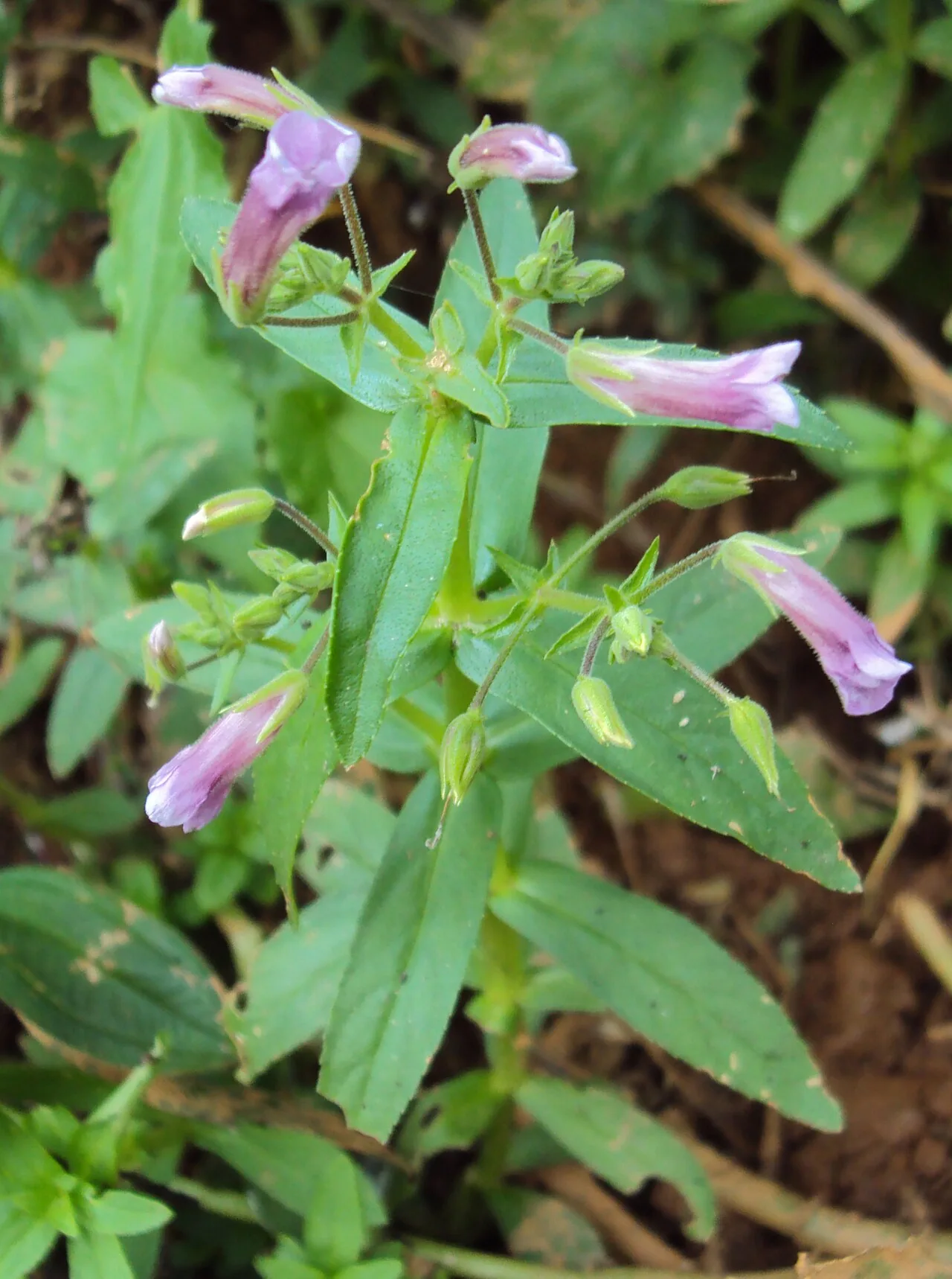 Limnophila Aromatica
