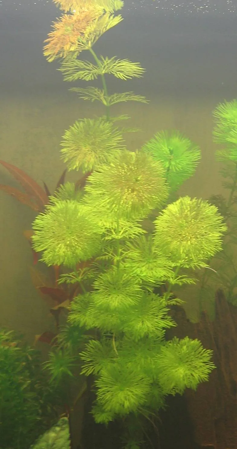 Asian Ambulia