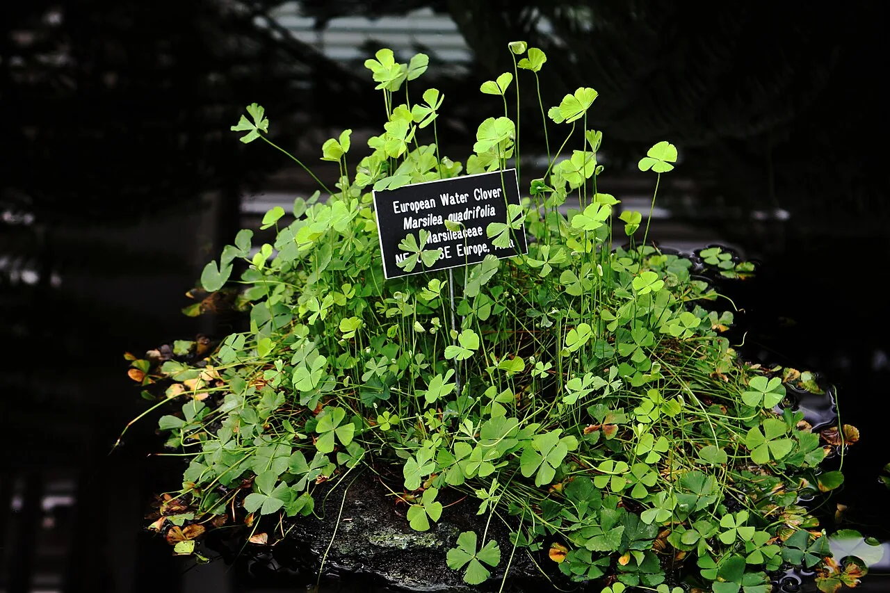 Four-Leaf Clover