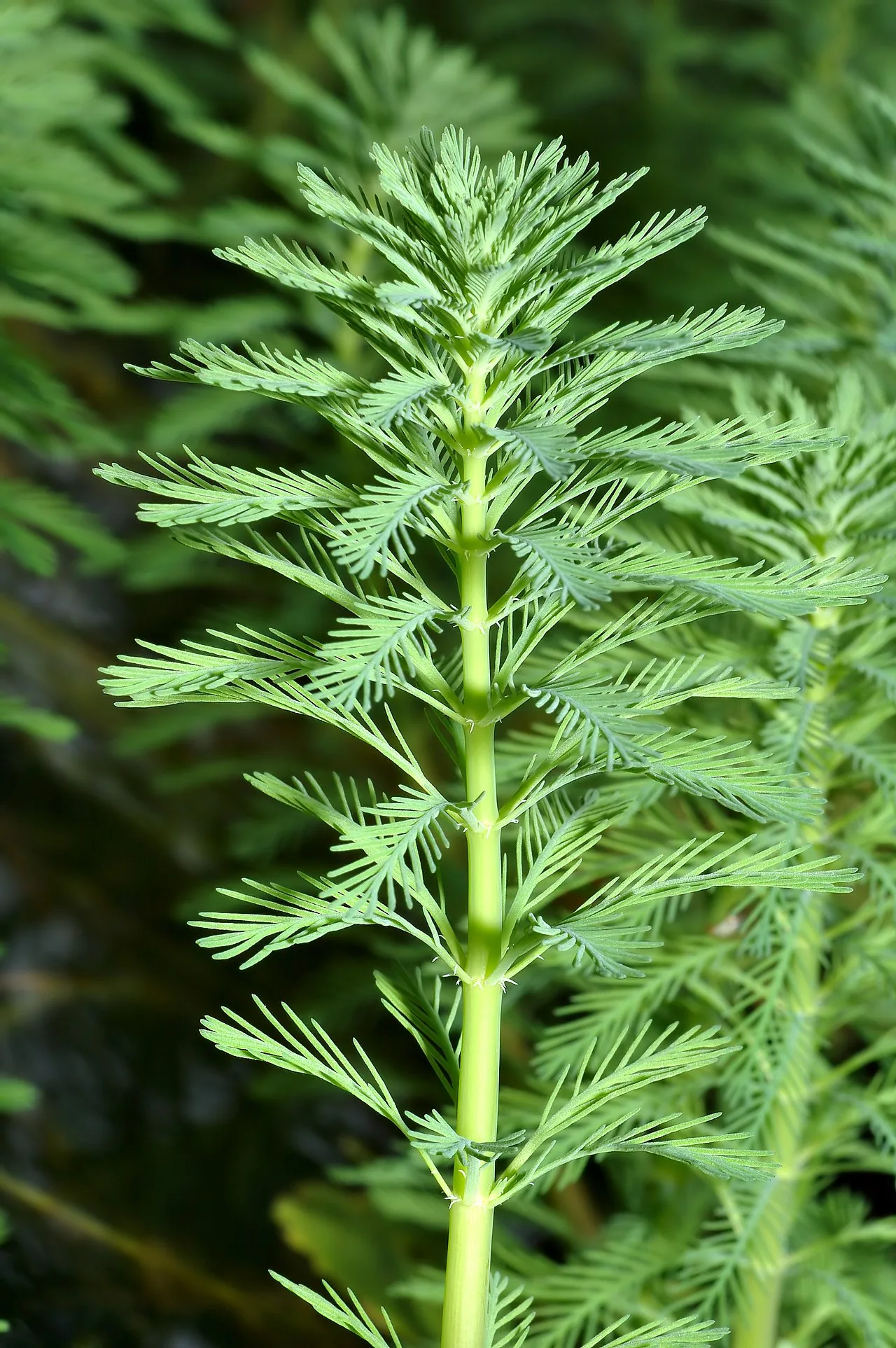Mato Grosso Milfoil
