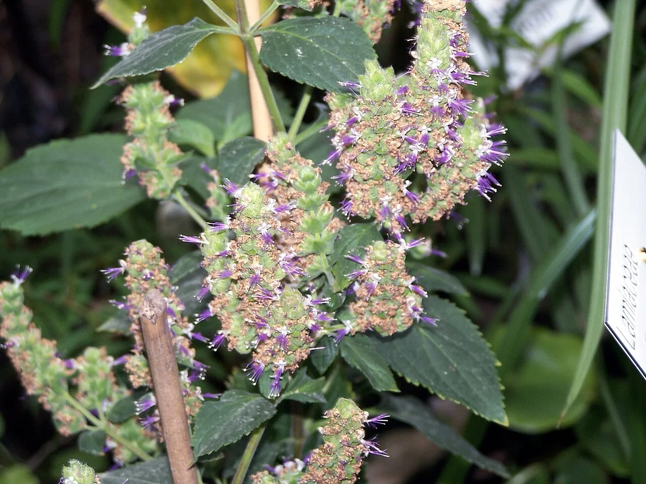 Pogostemon Stellatus 'Octopus'