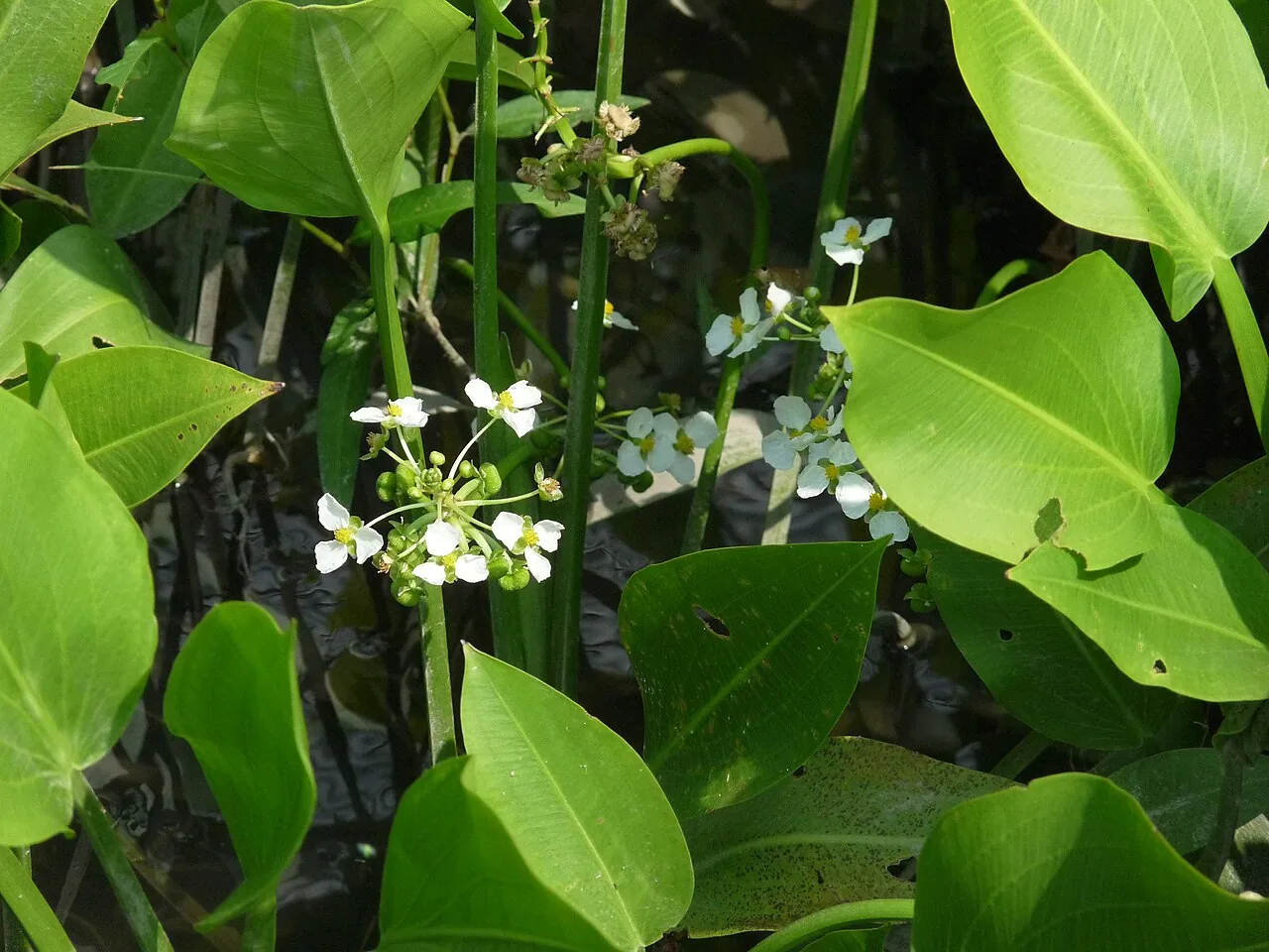 Giant Sagittaria