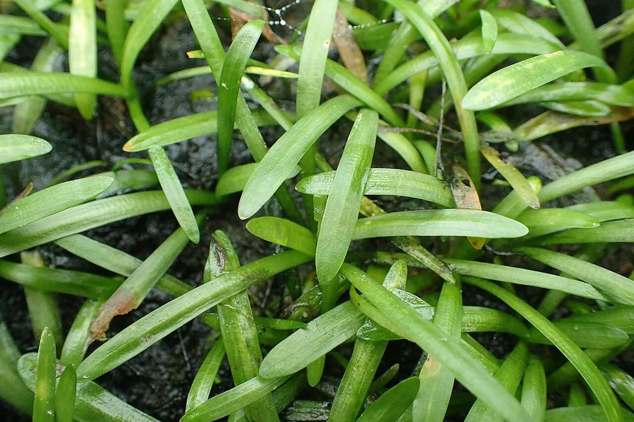 Dwarf Sagittaria