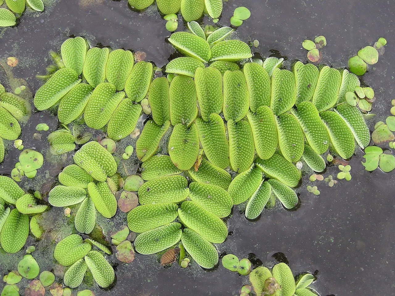 Floating Watermoss (Salvinia)