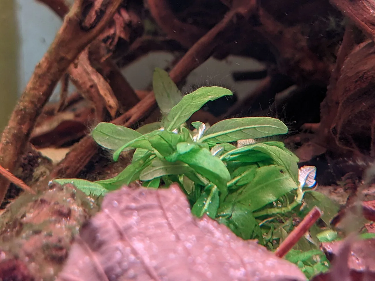 Staurogyne Repens