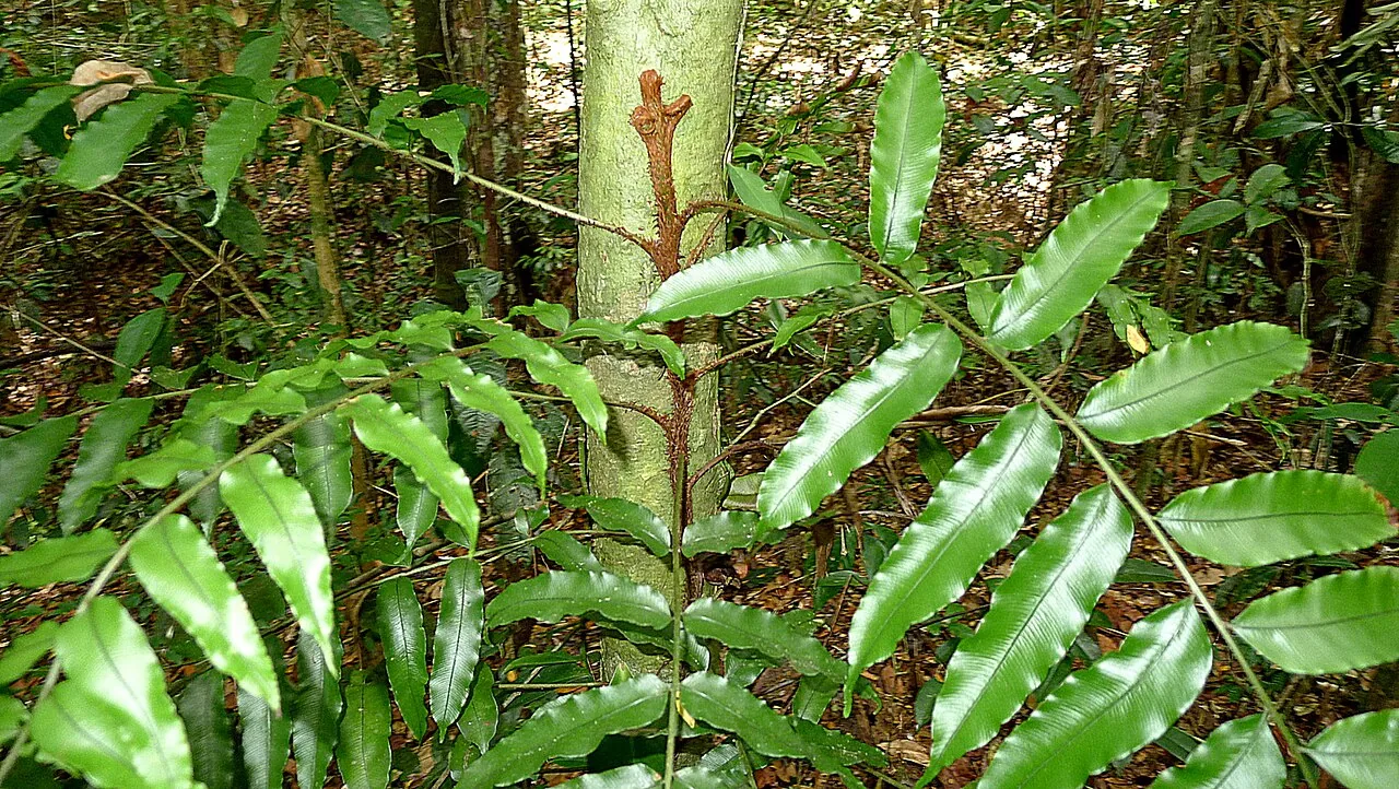 Süßwassertang