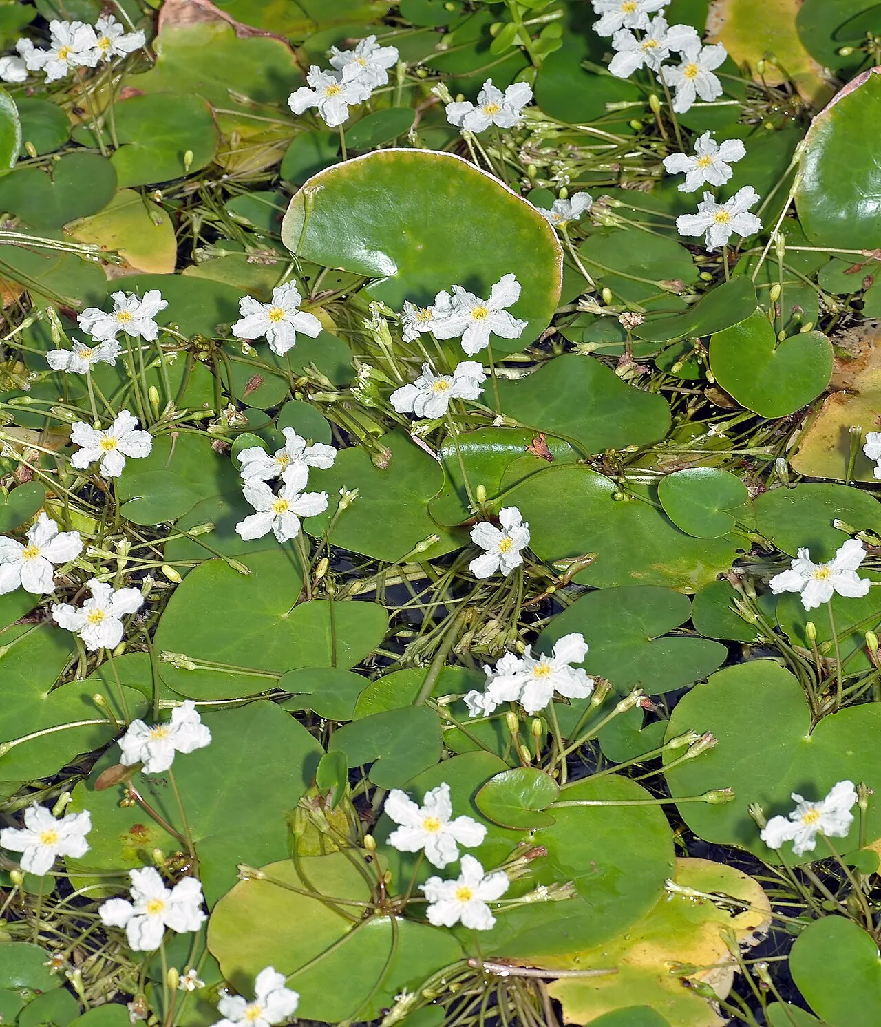 Taiwan Moss Lily