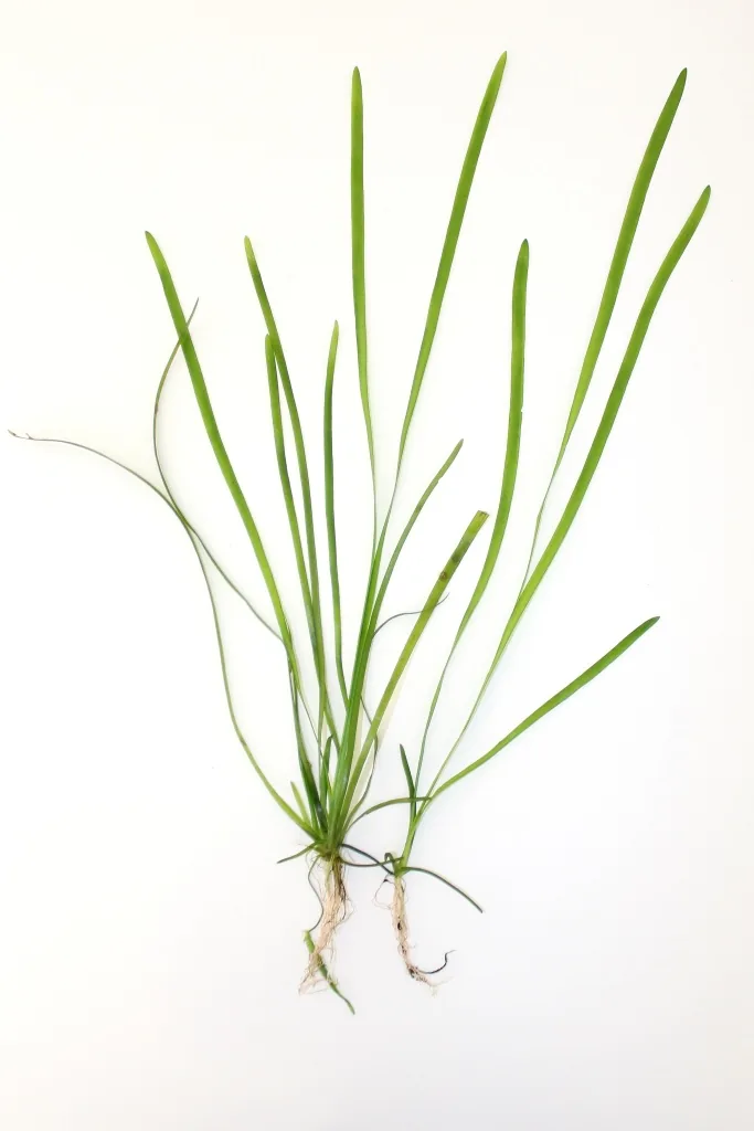 Vallisneria Spiralis