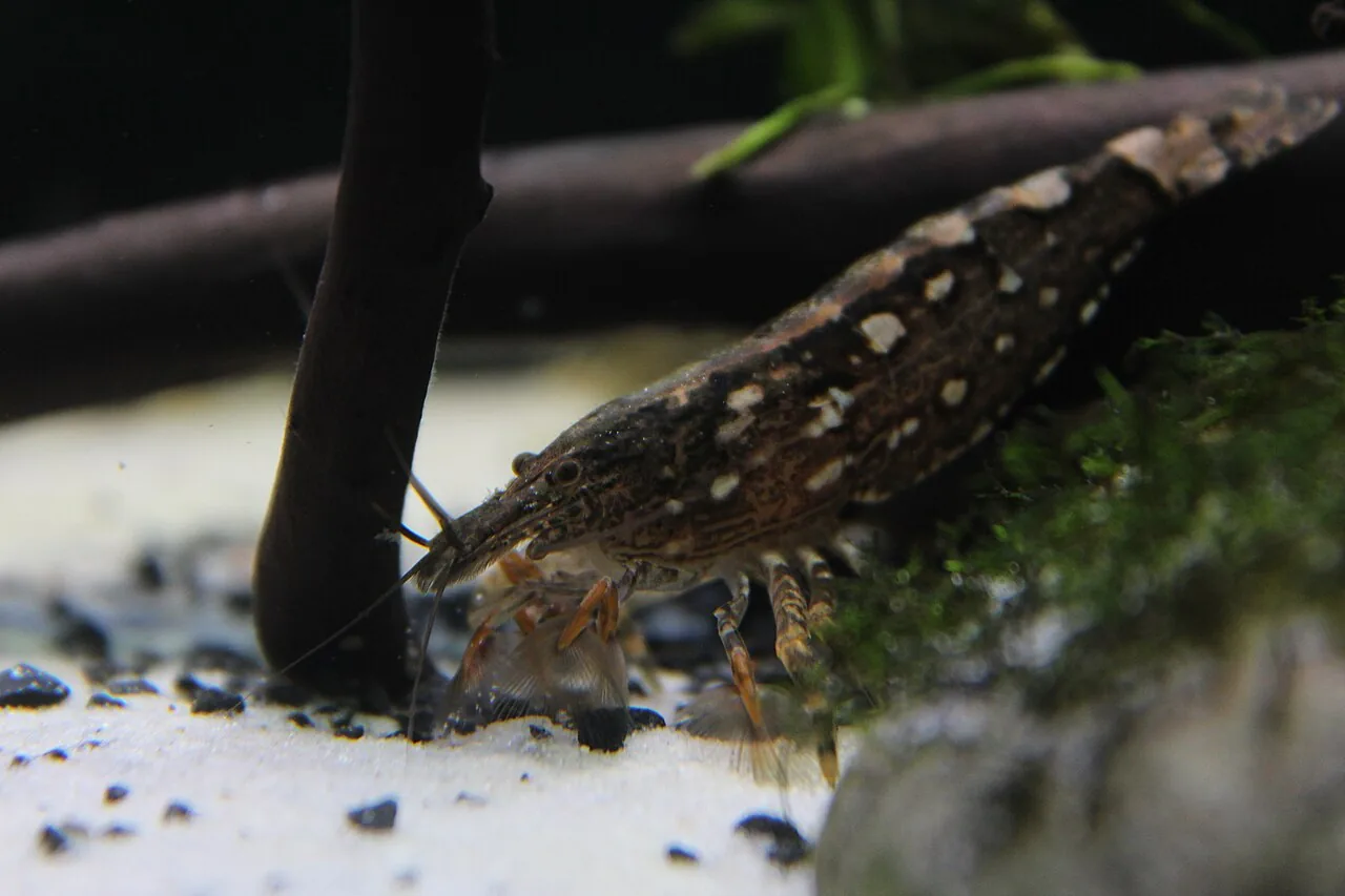 Bamboo / Wood Shrimp