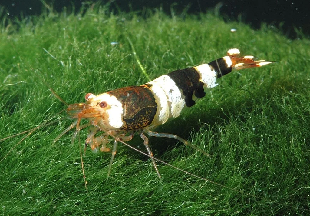 Bee Shrimp (wild)