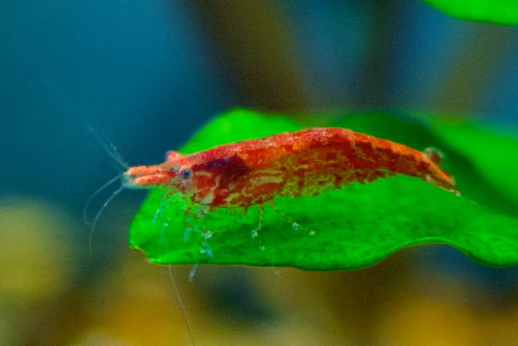 Black Rose Shrimp