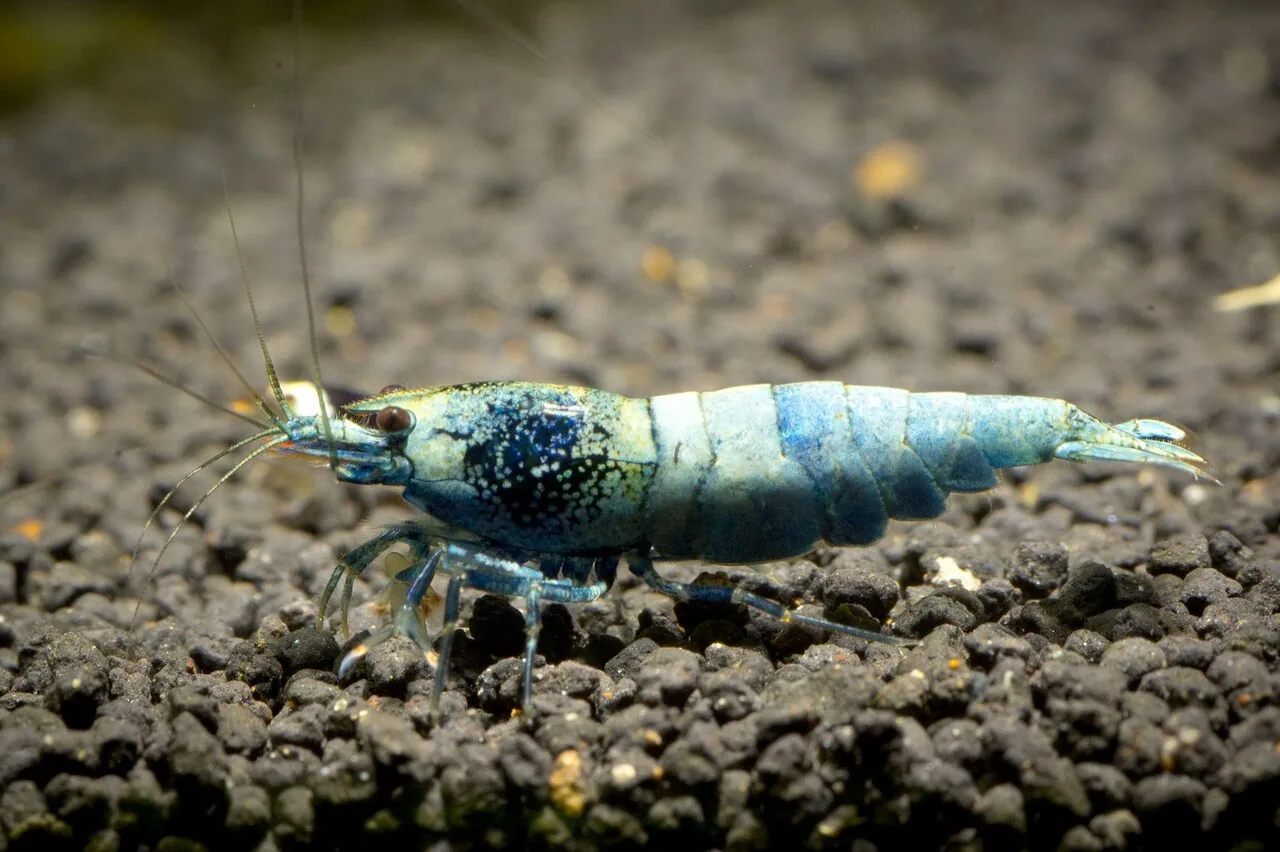 Blue Bolt Shrimp