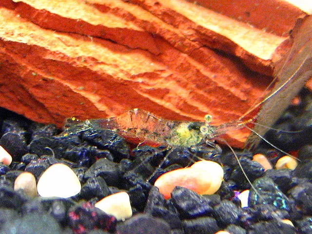 Ghost / Glass Shrimp