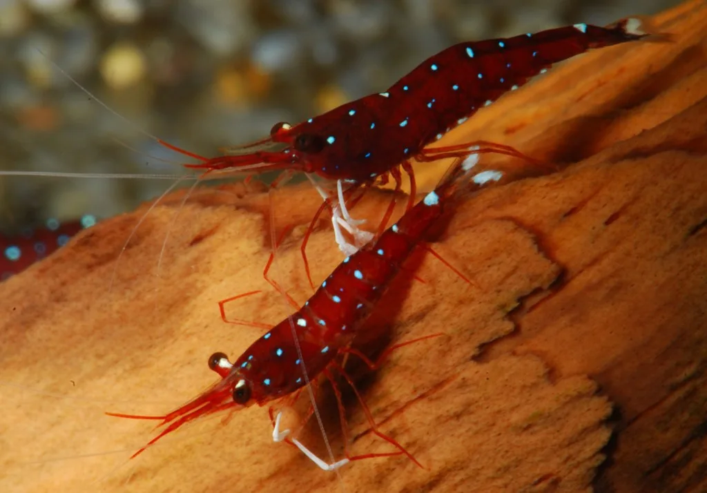 Sulawesi Cardinal Shrimp