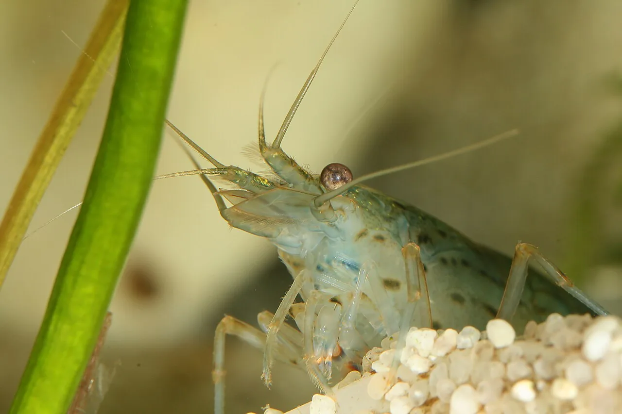 Tiger Shrimp