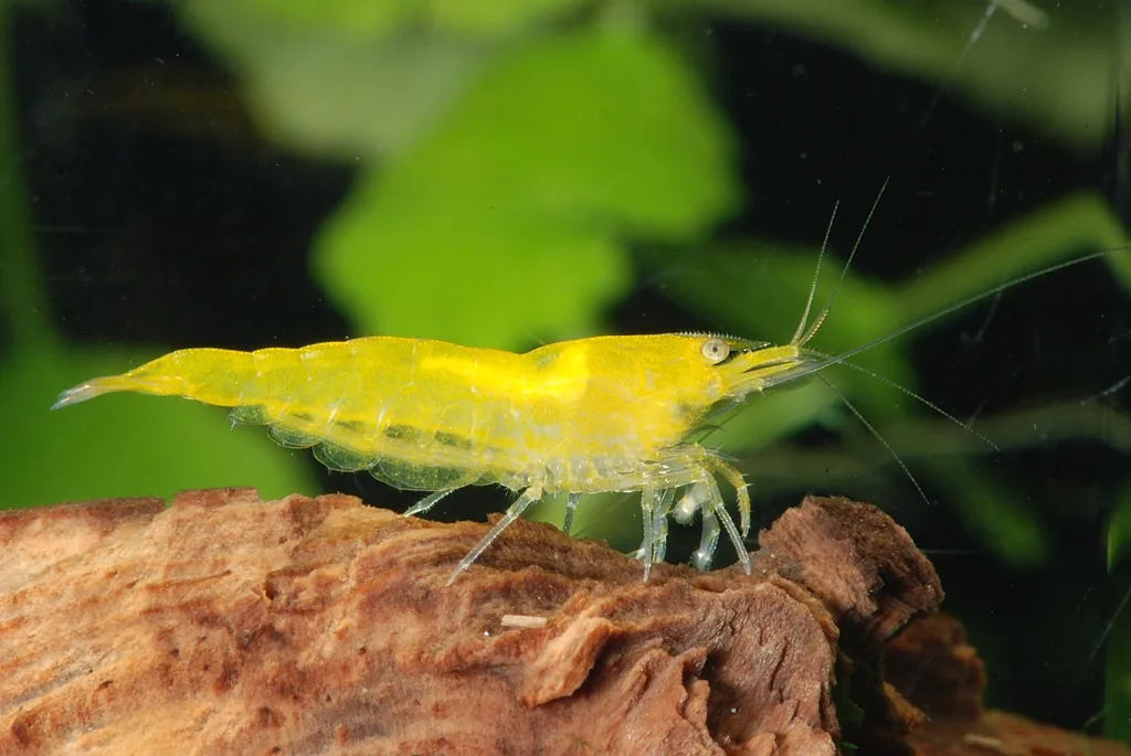 Yellow Neocaridina