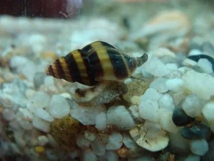 Assassin Snail