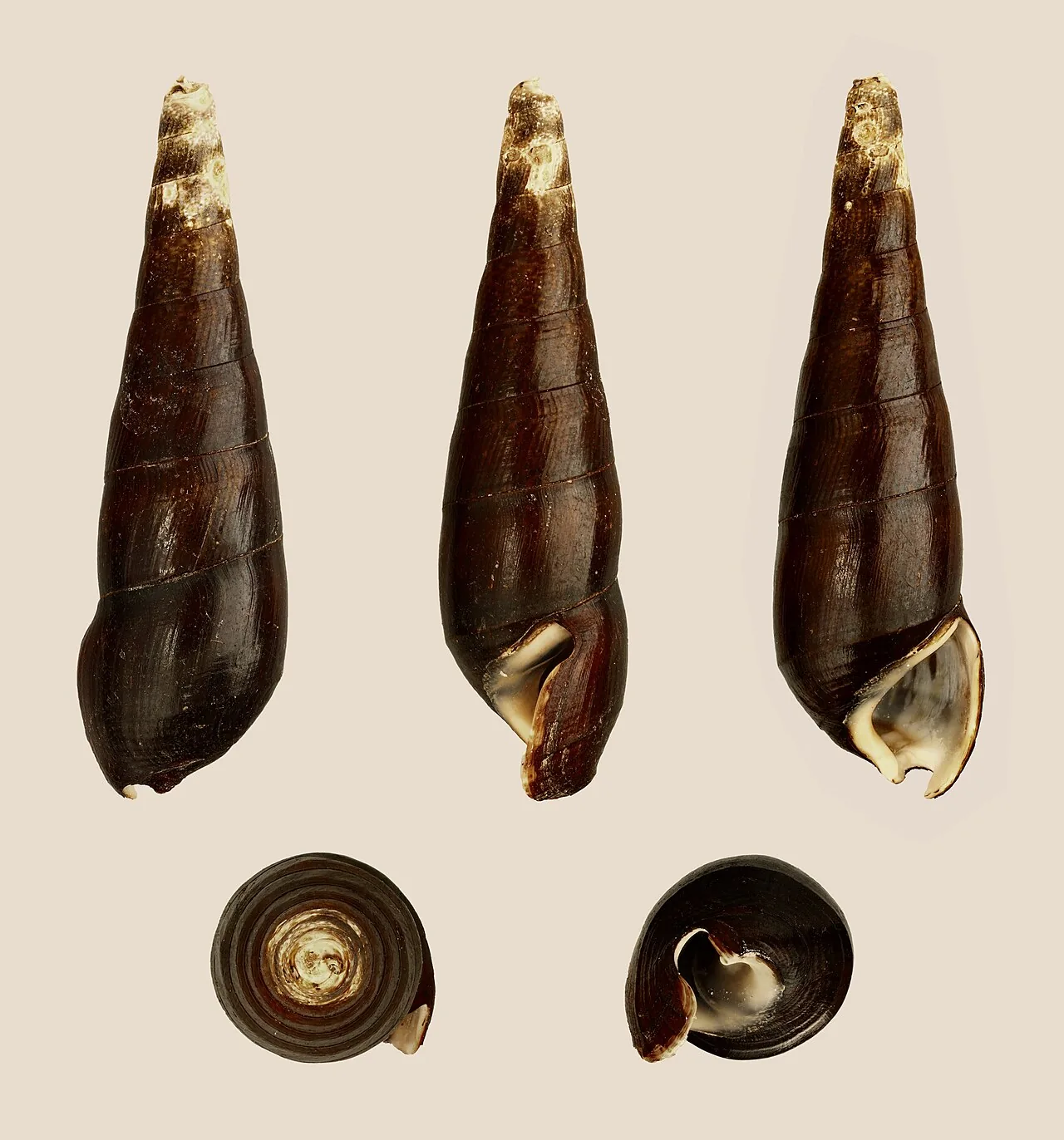 Black Devil Snail