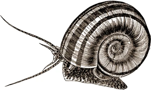 Colombian Ramshorn
