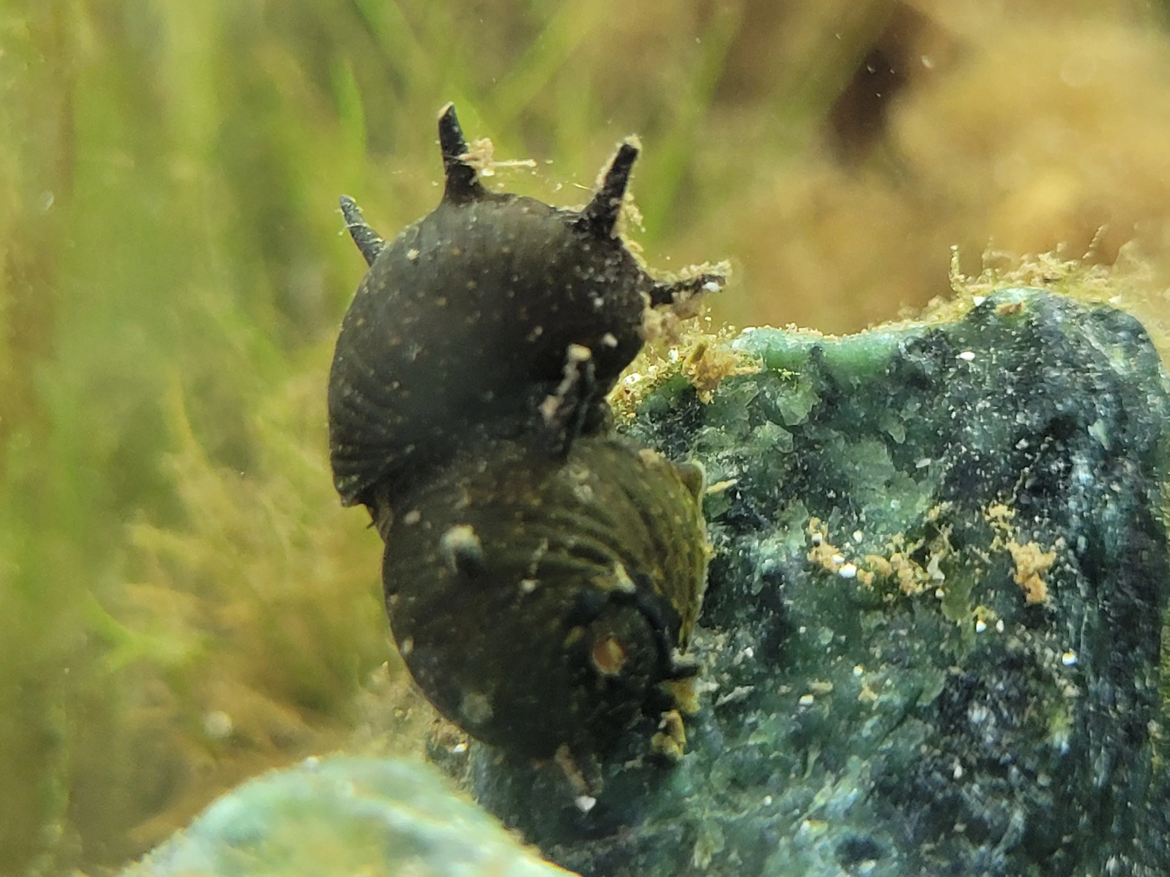 Horned Nerite Snail