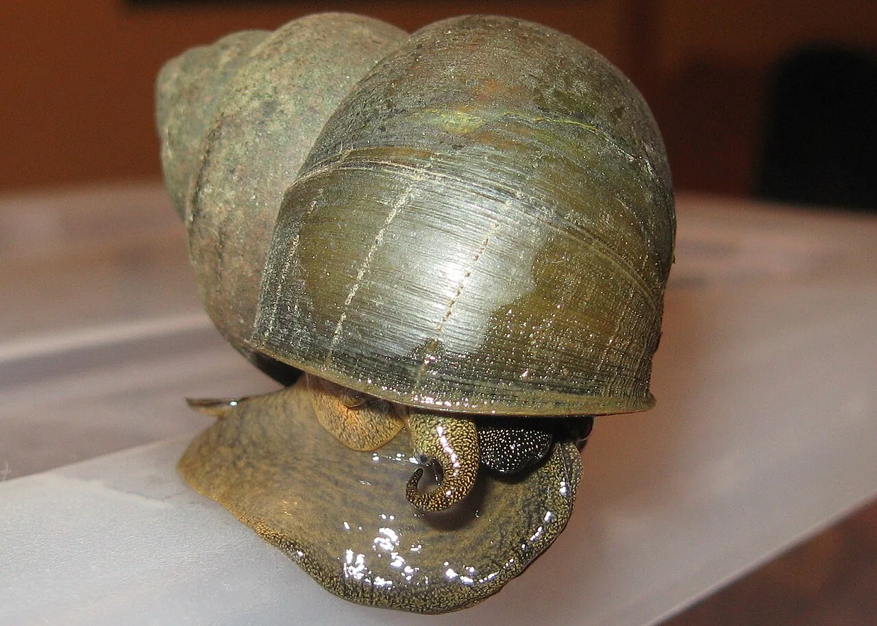 Japanese Trapdoor Snail