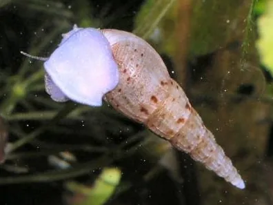 Malaysian Trumpet Snail